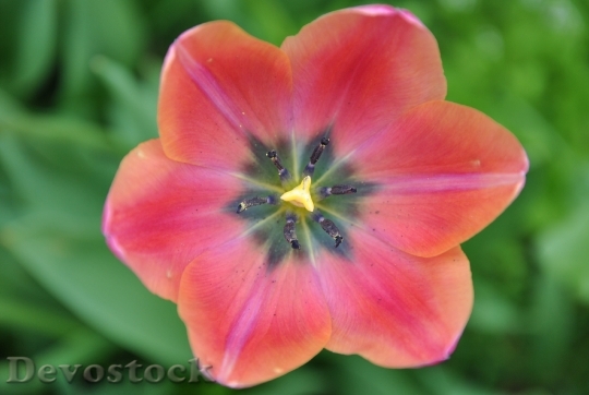 Devostock Spring Flower Tulip Pink