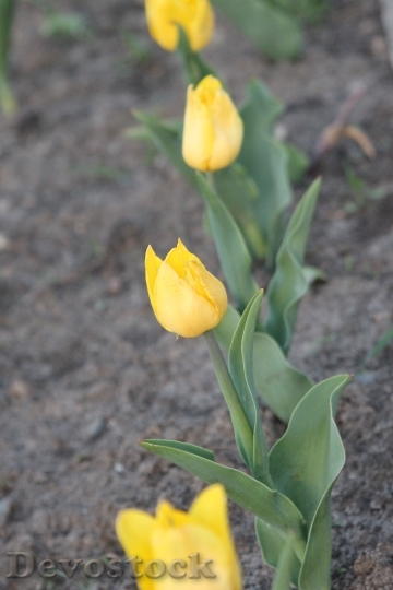 Devostock Spring Flower Tulips Spring