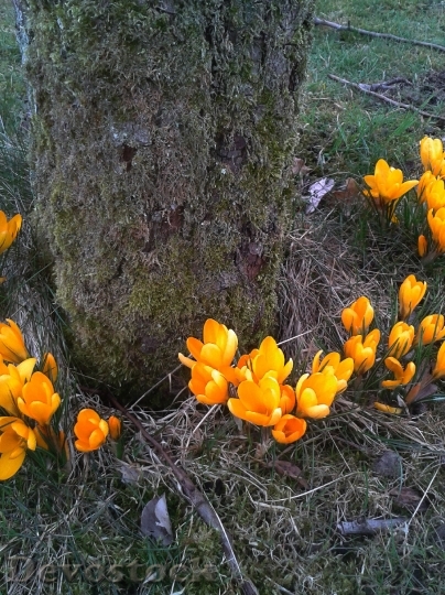 Devostock Spring Flower Yellow Orange