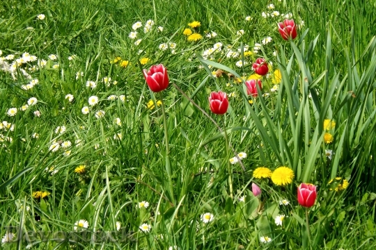 Devostock Spring Meadow Meadow Tulips