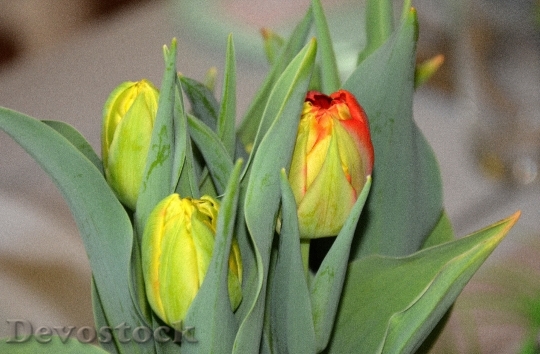 Devostock Spring Time Year Tulips