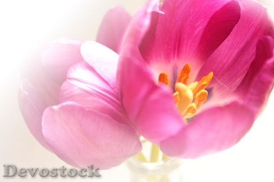 Devostock Spring Tulip Flora Nature