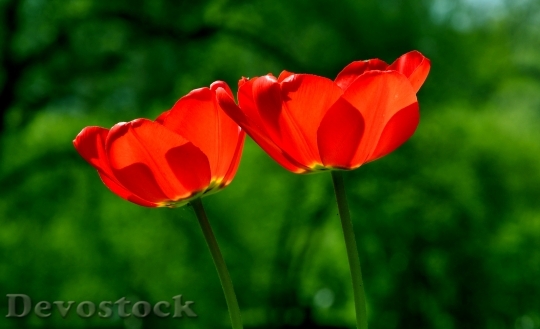 Devostock Spring Tulip Flower Nature