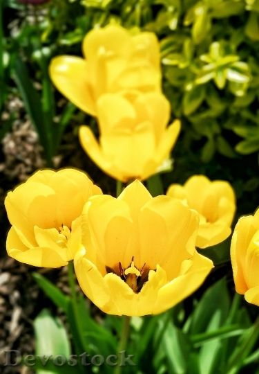 Devostock Spring Tulip Flower Plant
