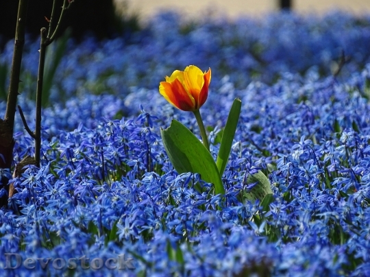 Devostock Spring Tulip Meadow Blue