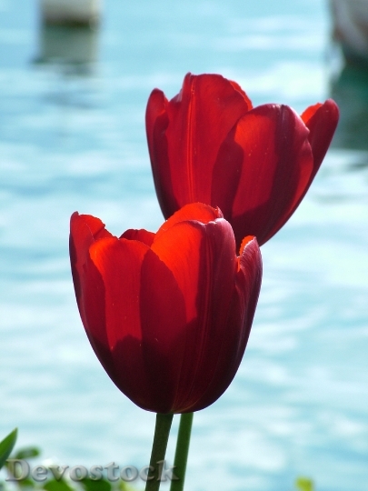 Devostock Spring Tulip Red Lake