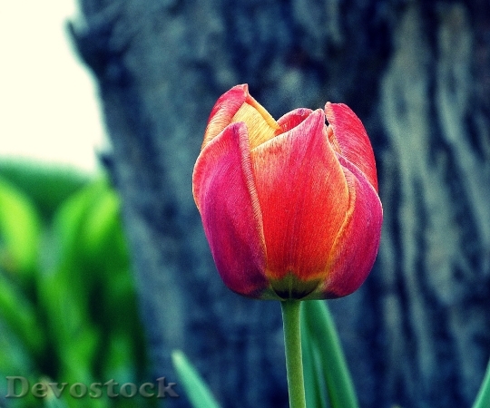 Devostock Spring Tulip Red Nature