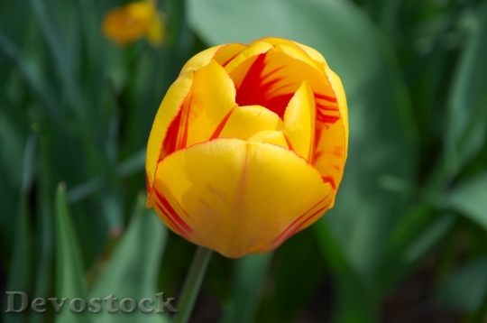 Devostock Spring Tulip Yellow Red