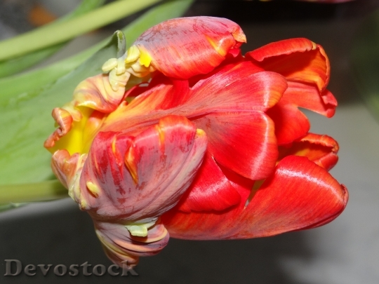 Devostock Spring Tulips Colorful Bloom