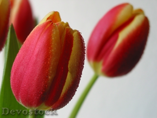 Devostock Spring Tulips Floral Colorful 0
