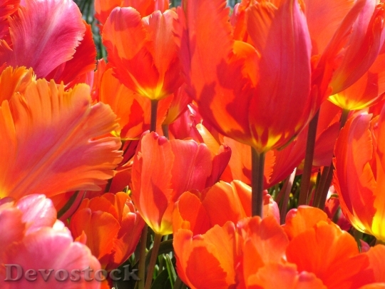 Devostock Spring Tulips Flower Flowers