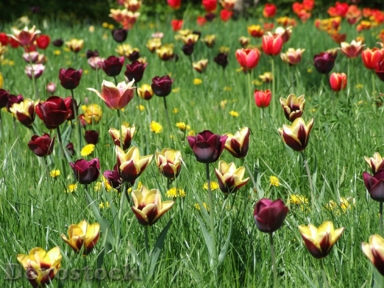 Devostock Spring Tulips Meadow Grass