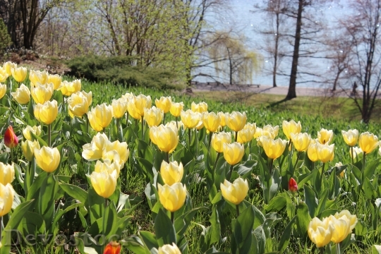 Devostock Spring Tulips Yellow Flowers