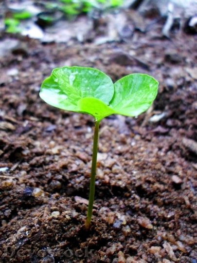 Devostock Sprout Leaf Growing 242574