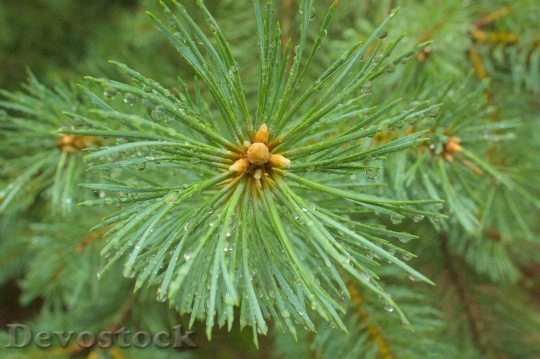 Devostock Spruce Green Needle Pine