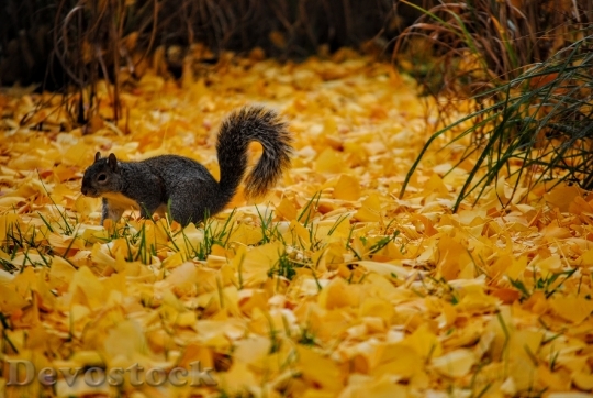 Devostock Squirrel Leaves Autumn Wildlife