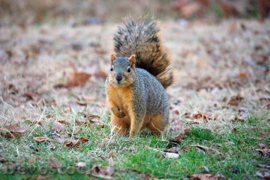 Devostock Squirrel Outdoor Leaves 1080218