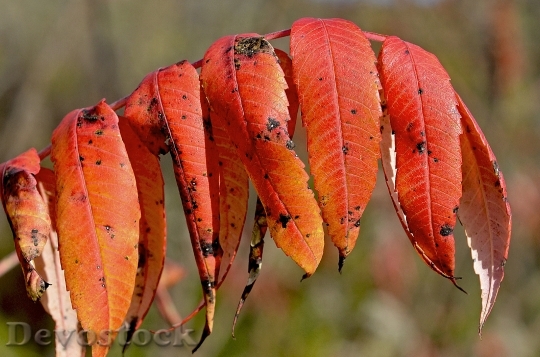 Devostock Staghorn Sumac Red Leaves