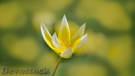 Devostock Star Tulip Flower Blossom 0