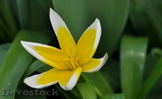 Devostock Star Tulip Flower Blossom 2