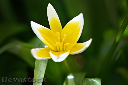 Devostock Star Tulip Flower Blossom 4