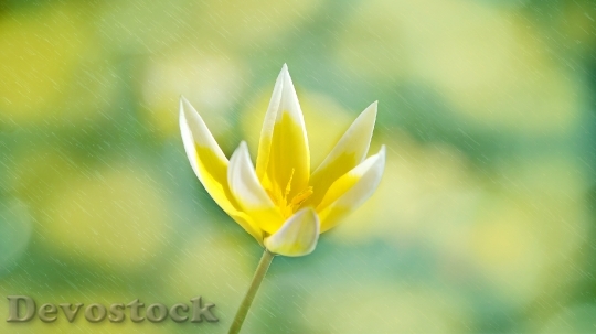 Devostock Star Tulip Flower Blossom