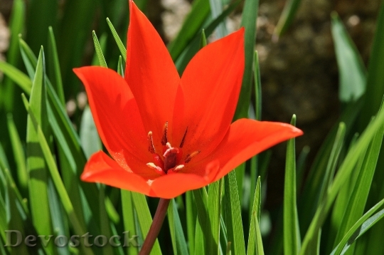 Devostock Star Tulip Flower Plant 0