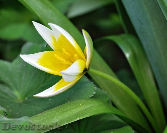 Devostock Star Tulip Flower Plant