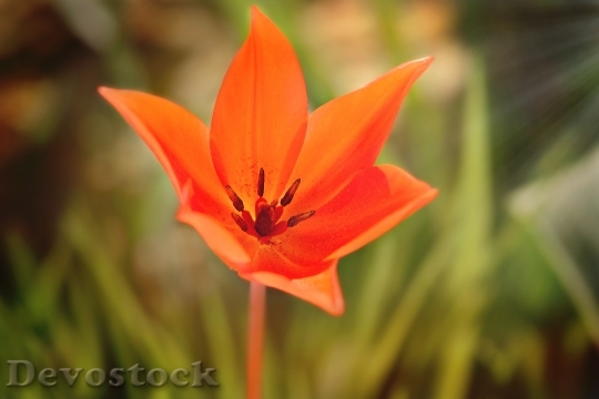 Devostock Star Tulip Red Blossom