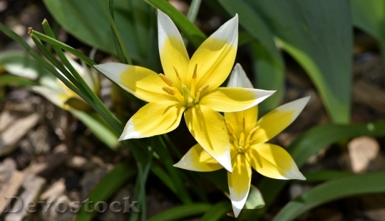 Devostock Star Tulip Small Star 7