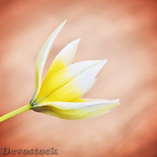 Devostock Star Tulip Small Star 8