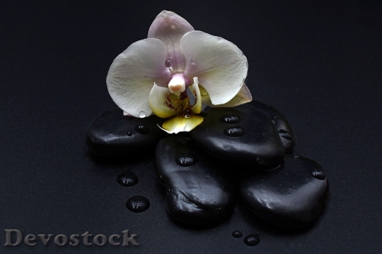 Devostock Stones Black Orchid Orchid 0