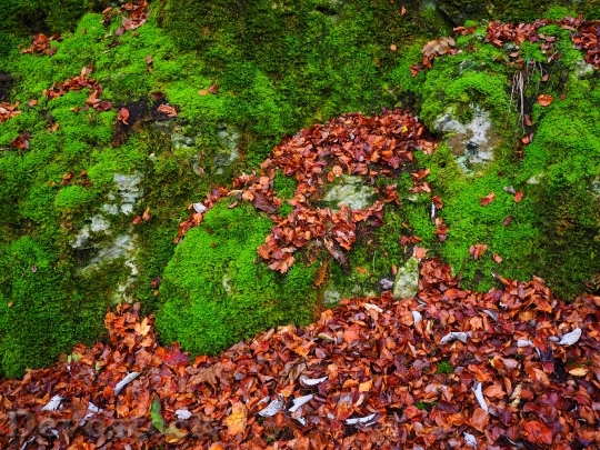 Devostock Stones Leaves Autumn Moss 0