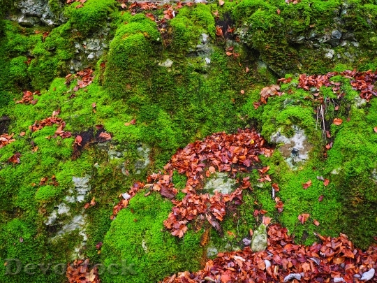 Devostock Stones Leaves Autumn Moss