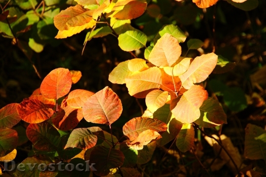 Devostock Sumac Leaves Autumn Red