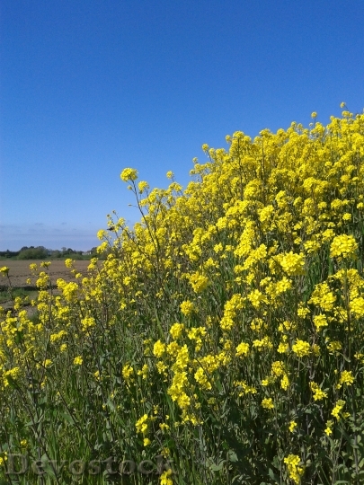 Devostock Summer Flowers Yellow Sun