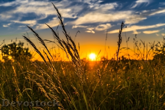 Devostock Summer Sunset Meadow Nature 442407 4K.jpeg