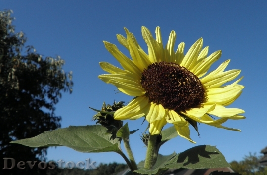 Devostock Sun Flower Dewdrop Flower