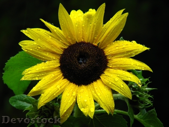 Devostock Sun Flower Drop Water
