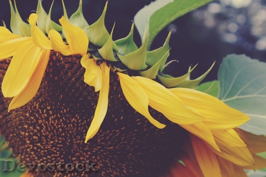 Devostock Sun Flower Yellow Blossom 4