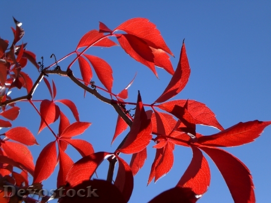 Devostock Sun Red Leaves Autumn