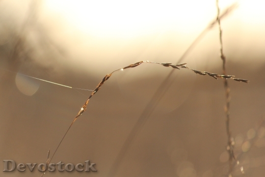Devostock Sun Water Drop Grass