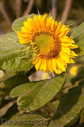 Devostock Sunflower Bee Yellow Green