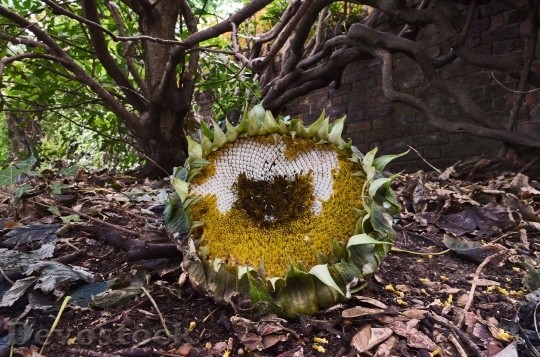 Devostock Sunflower Dead Leaves Autumn