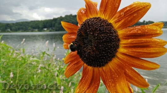Devostock Sunflower Rain Bee Wet