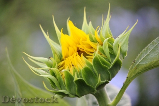 Devostock Sunflower Yellow Flower Petal