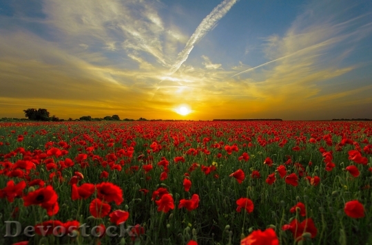 Devostock Sunset Field Poppy Sun Priroda 4K