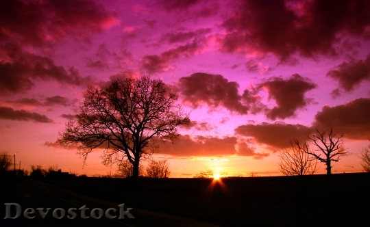 Devostock Sunset Sky Nature Tree