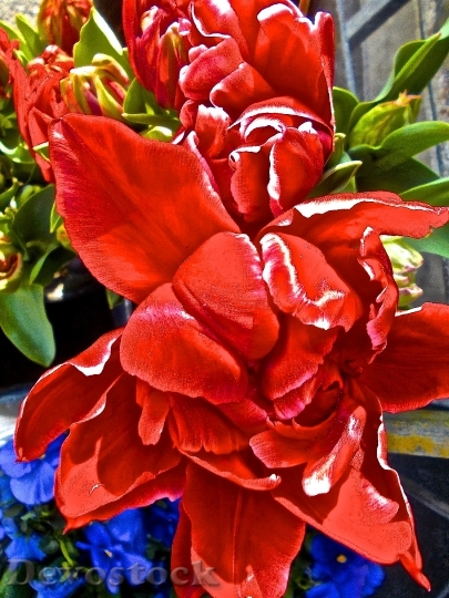 Devostock Surrealism Tulip Red Flower