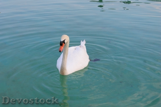 Devostock Swan Beautiful Bird Graceful 0